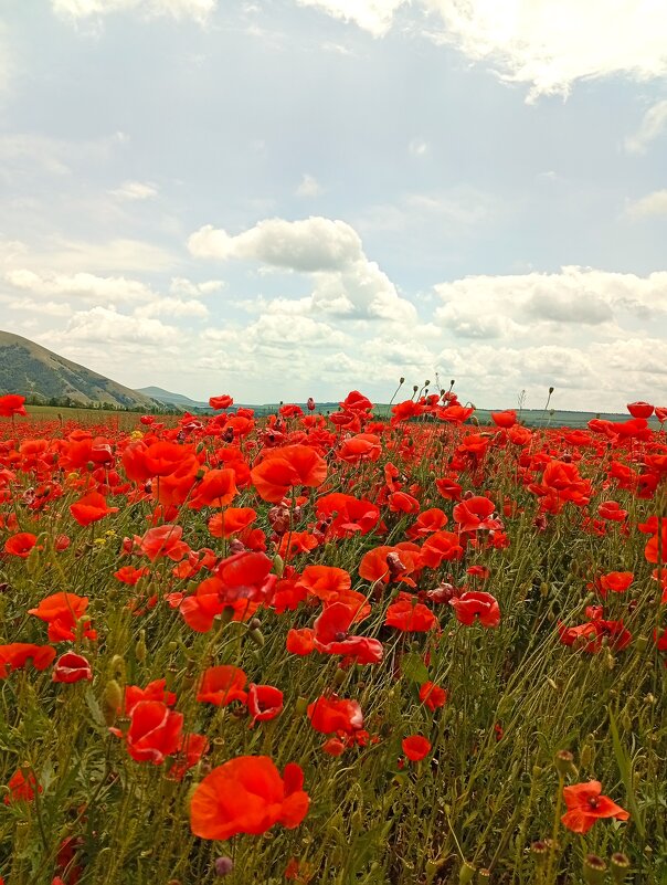 **** - Екатерина Филипенко **** - Екатерина Филипенко