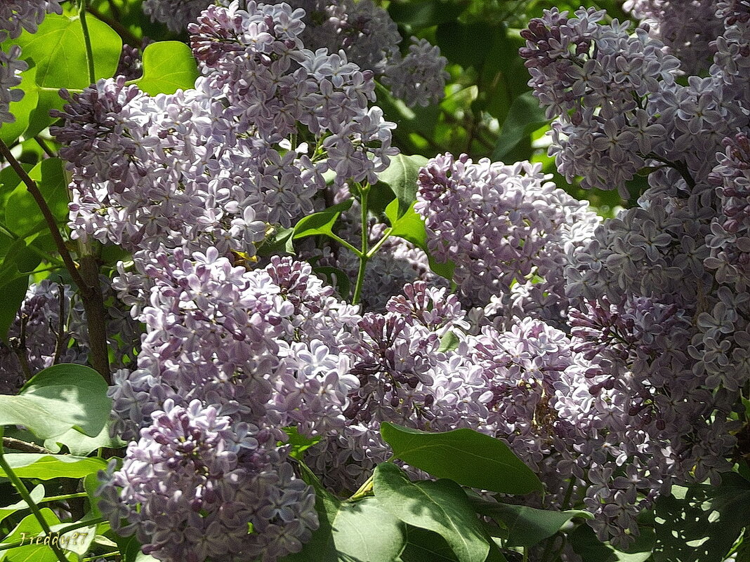 Сирень - Freddy 97