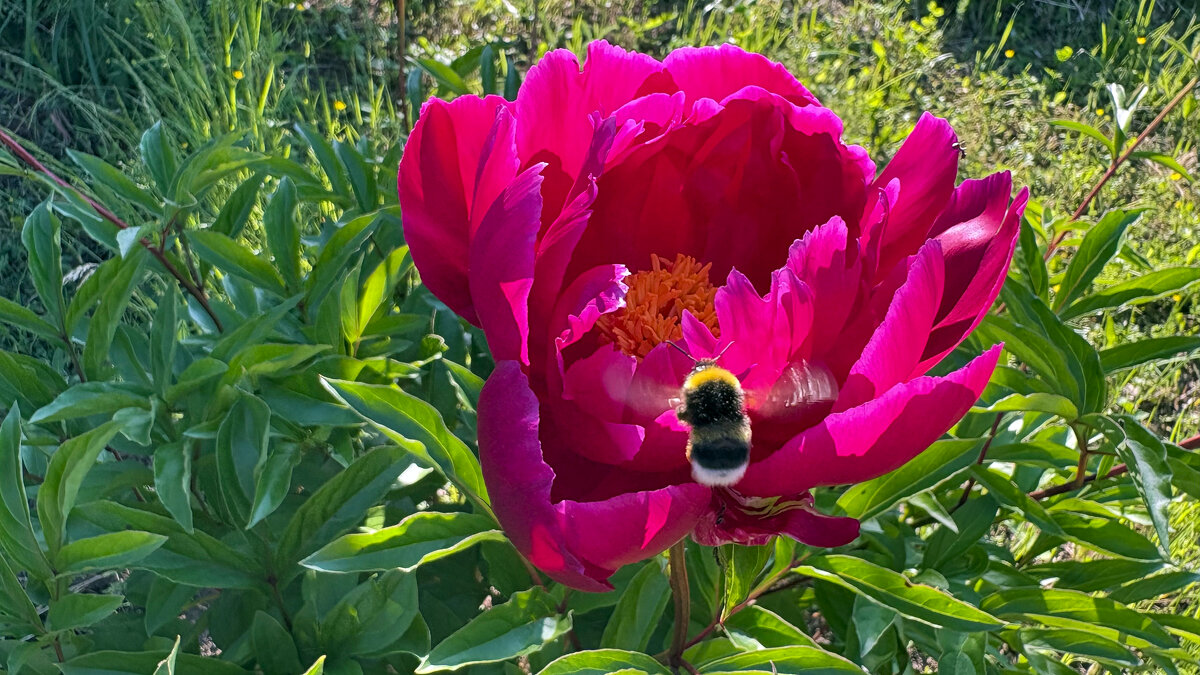 шмелик - Иннокентий Авдонин шмелик - Иннокентий Авдонин