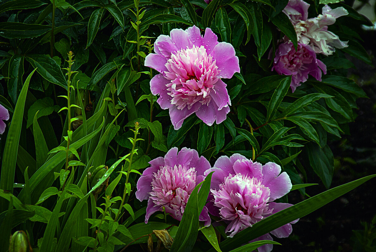 Пионы - Владимир Кроливец