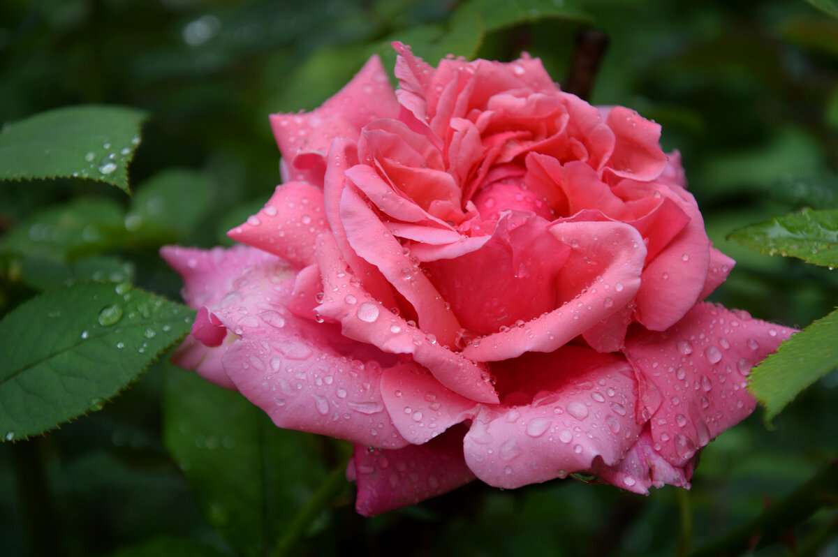 *** - Надежда Куркина 