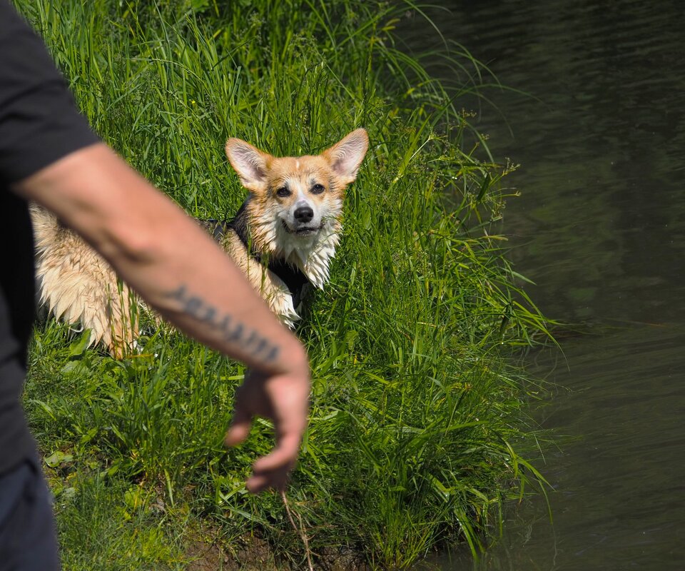 Эти ушки-) - Магомед .
