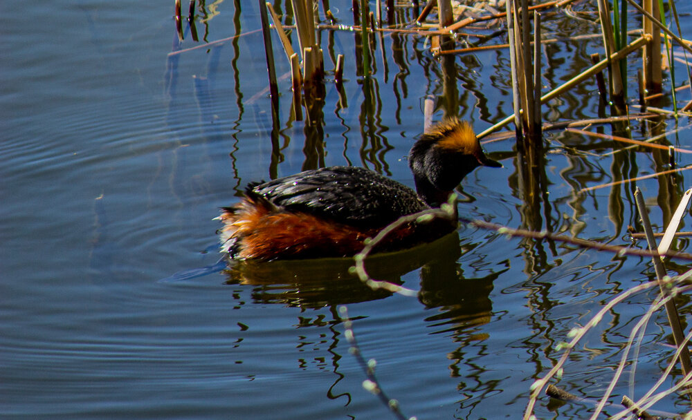 Красношейная поганка - Светлана SvetNika17