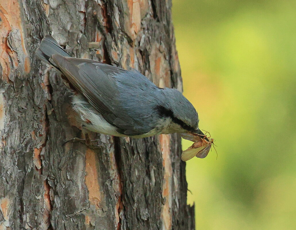 *Поползень с добычей* - Владилен Панченко