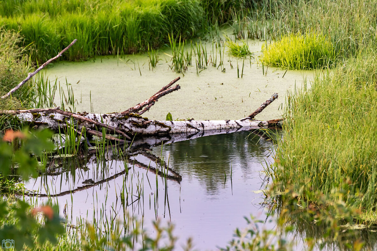 Ручей - Александр 