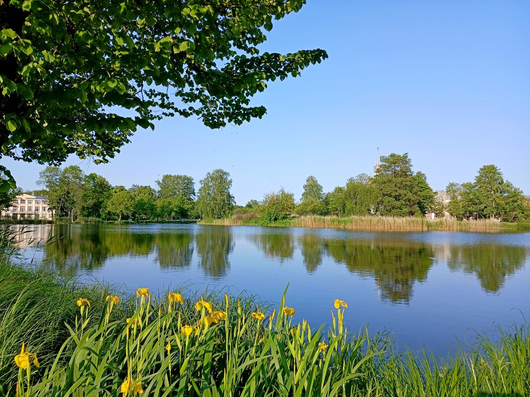 Июньский пейзаж. - Лия ☼