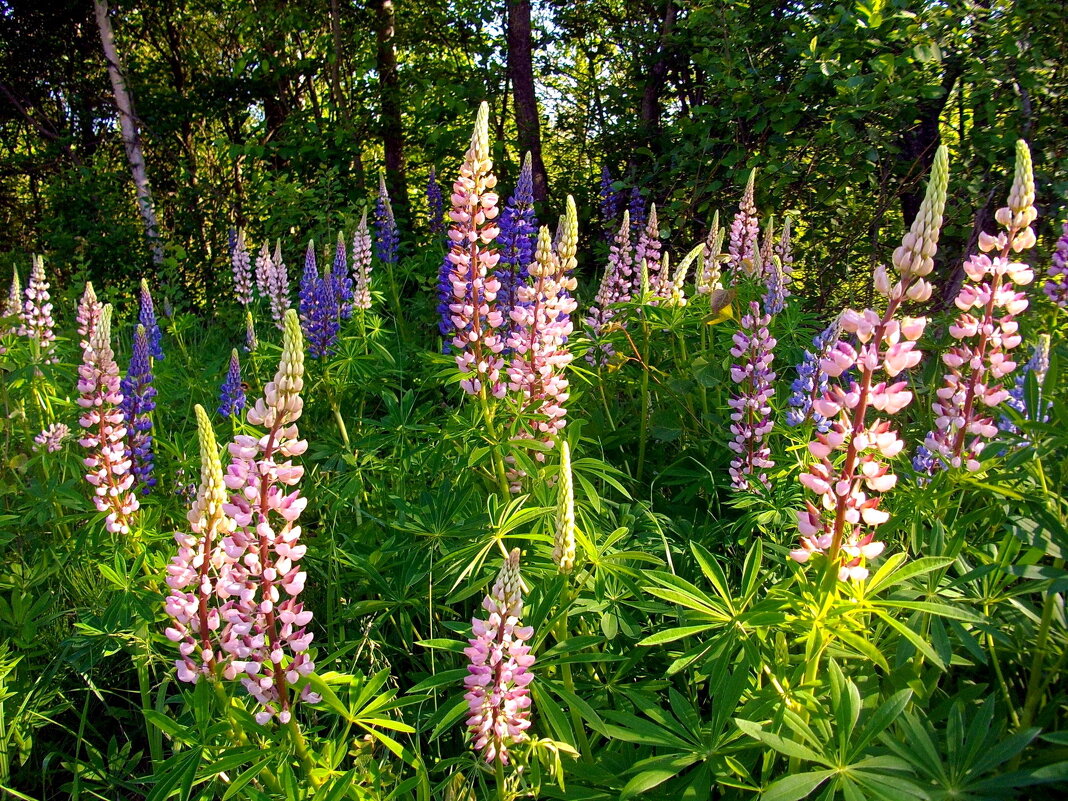 Красавцы люпины. - Лия ☼