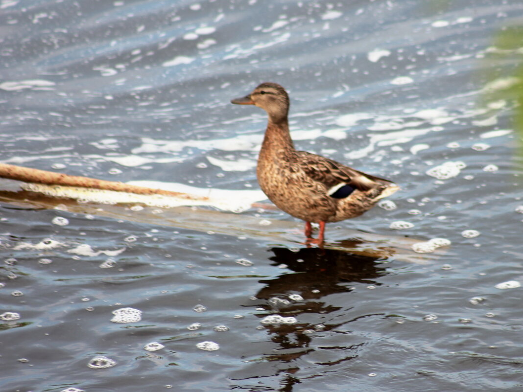 Кряква - victor Lion