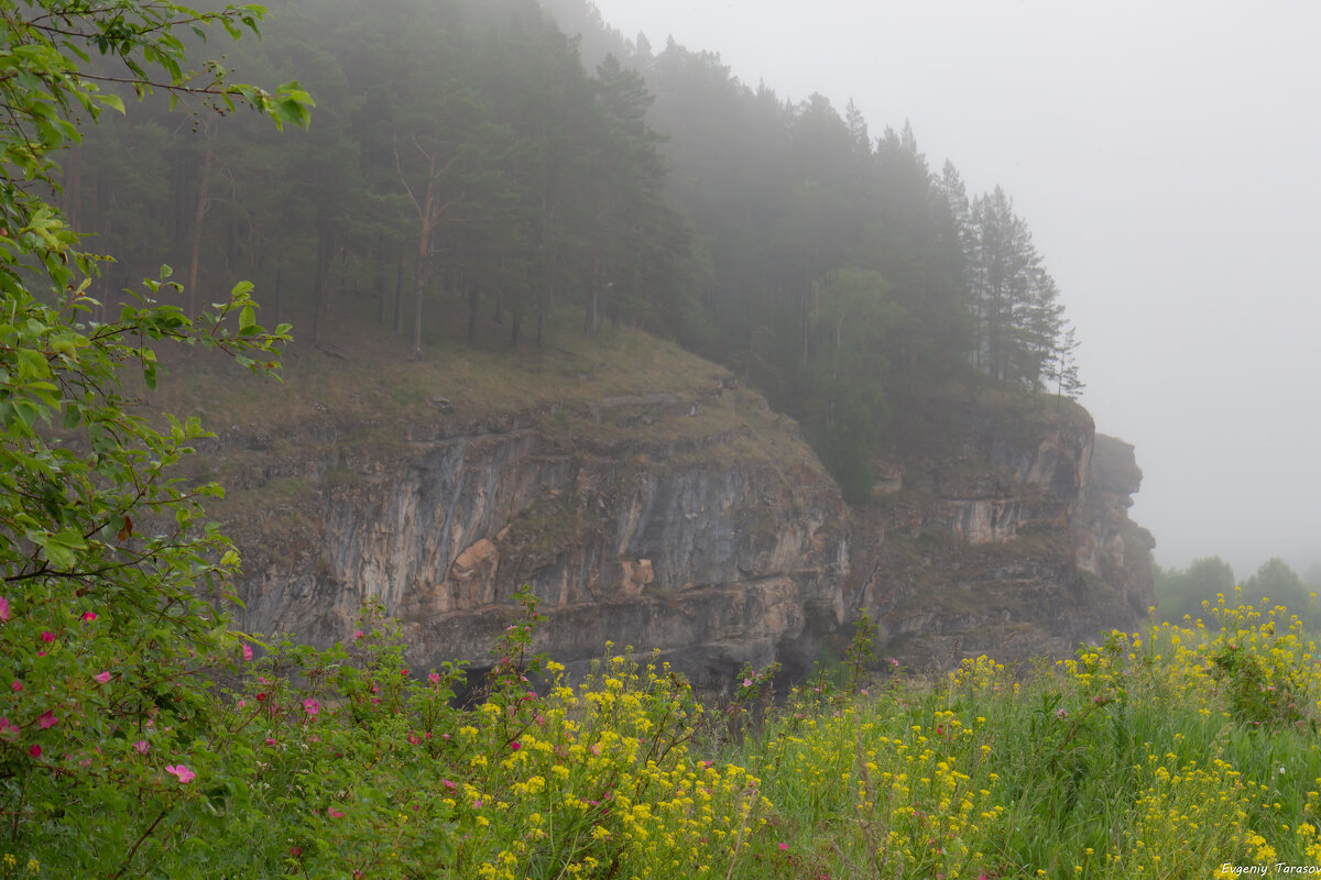 Цветущий июнь - Евгений Тарасов 