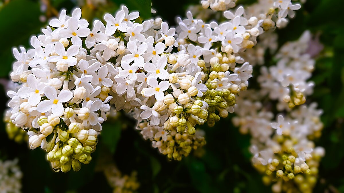 По росистой траве - Hope По росистой траве - Hope