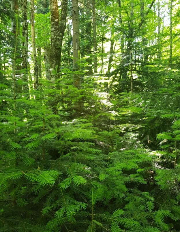 КАВКАЗСКИЙ ЗАПОВЕДНИК - Tata Wolf