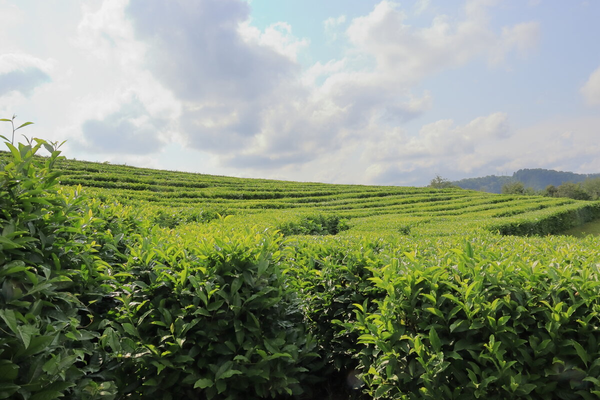Чайные плантации-3 - Александр Николаев Чайные плантации-3 - Александр Николаев