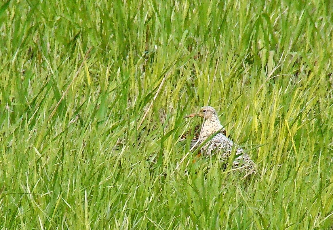 турухтаны - gawrilа - dan