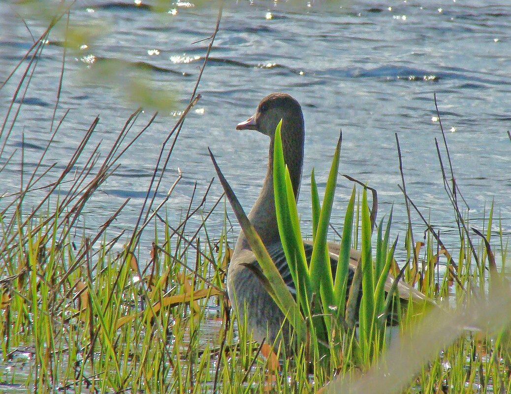 белолобый гусь - gawrilа - dan