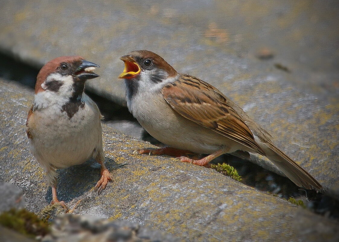 ...мне... - Andrey Bragin 