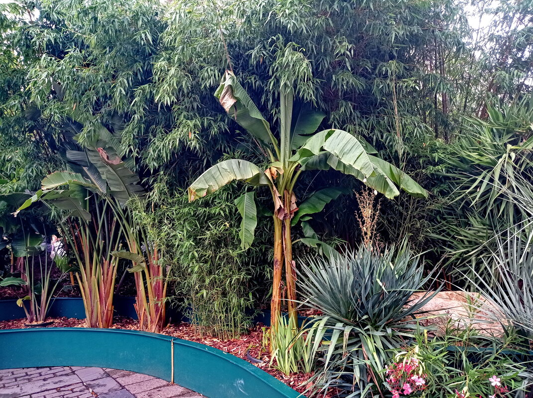 Москва бананово-бамбуковая - Александр Чеботарь Москва бананово-бамбуковая - Александр Чеботарь