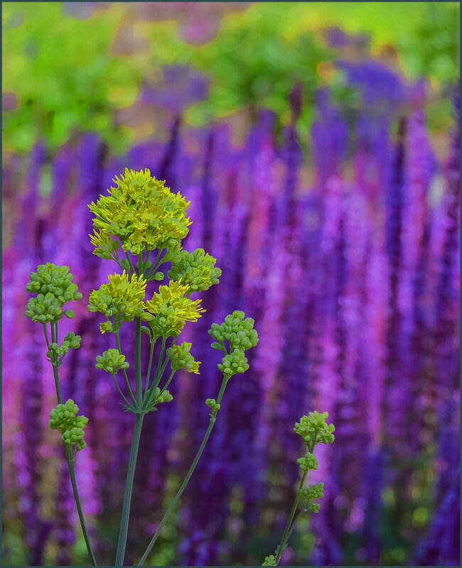Яркий цвет лета - Наталья Rosenwasser