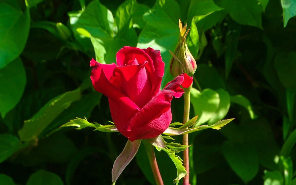 Городские цветы. - Милешкин Владимир Алексеевич 