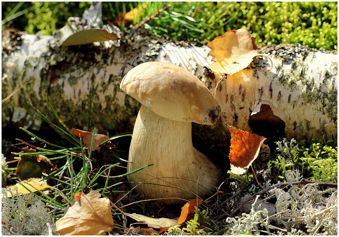 ...я свободен... - Aleksandr Gal