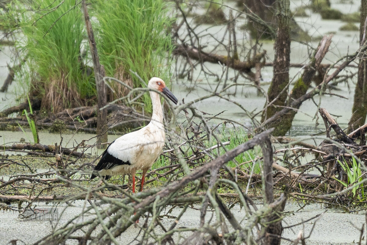 . - Сергей Флетчер