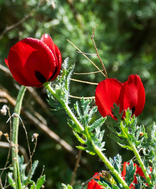 Мак рогатый - Игорь Сикорский