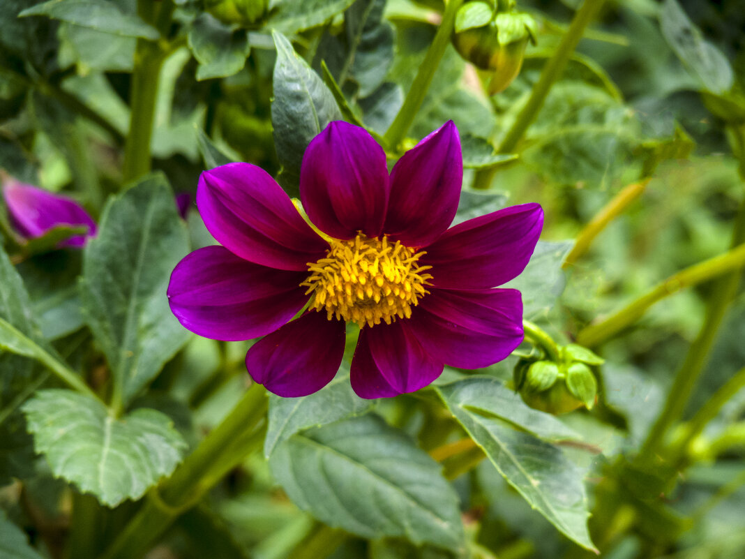 Георгина однолетняя - Валентин Семчишин