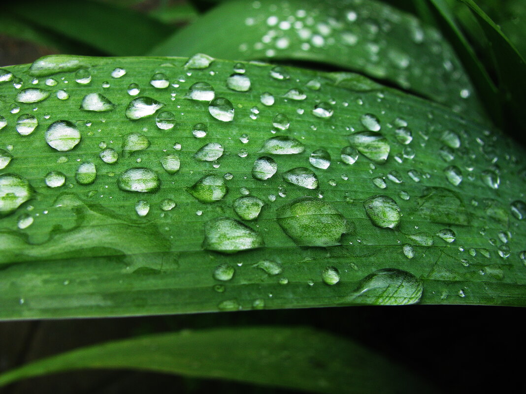 После дождя - Людмила Смородинская После дождя - Людмила Смородинская