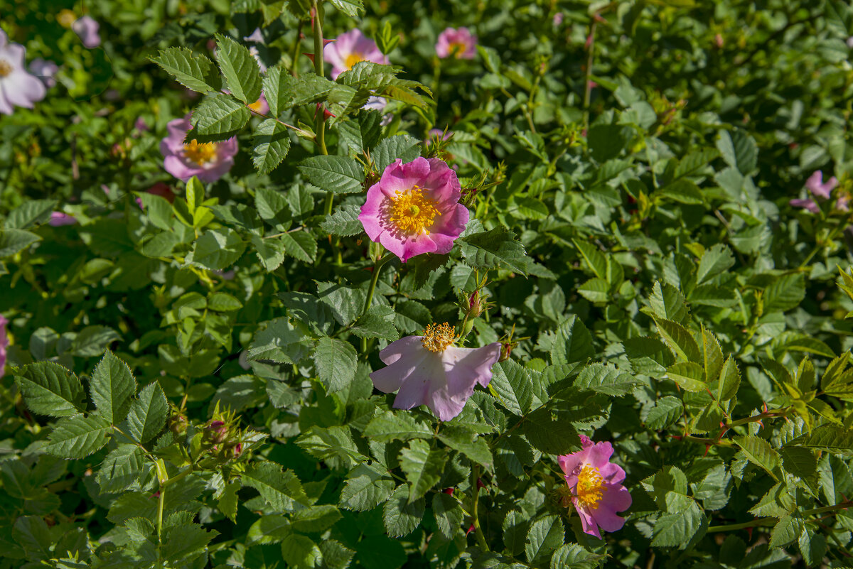 Шиповник - Анатолий Чикчирный