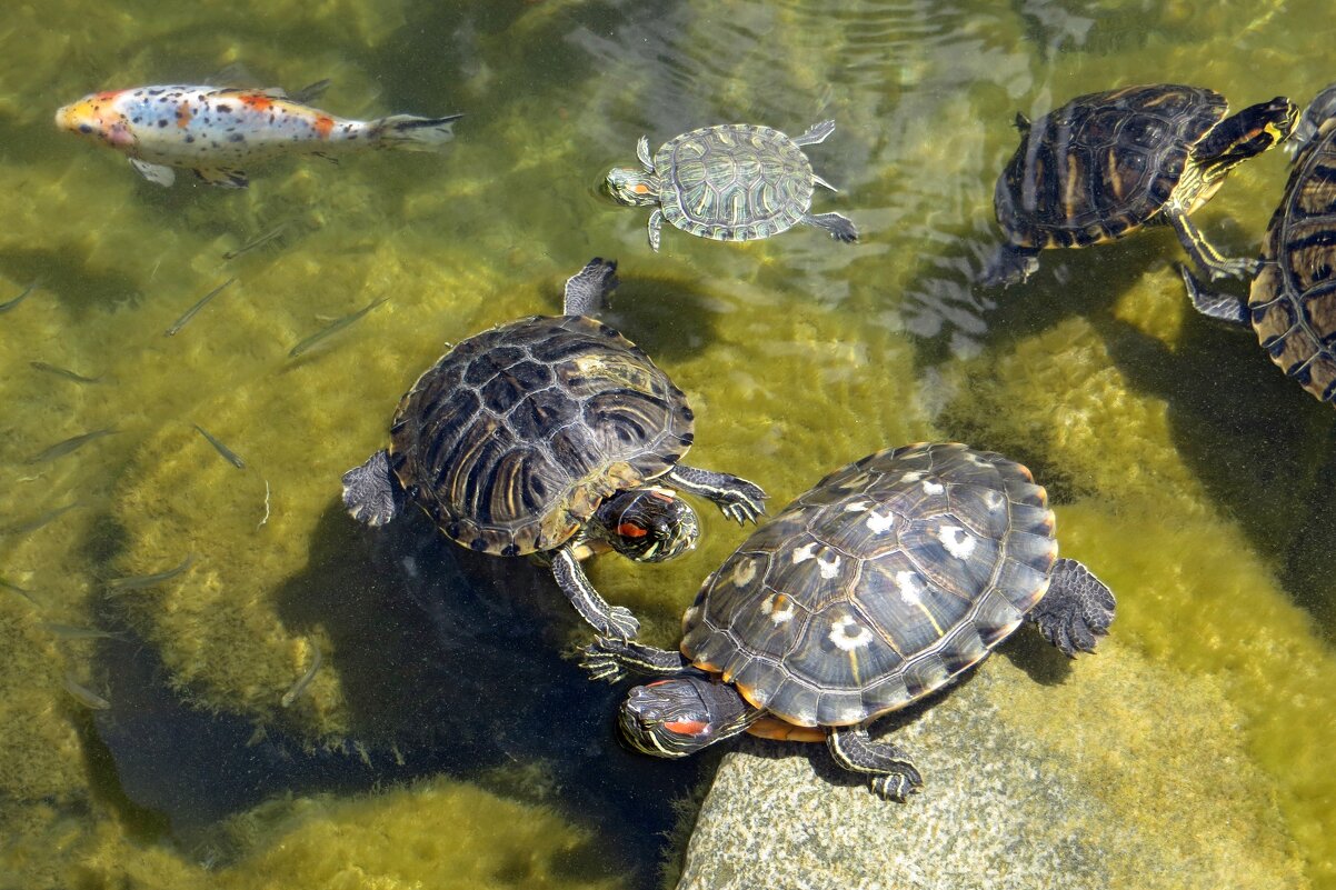 Жители водоёма - Татьяна Смоляниченко