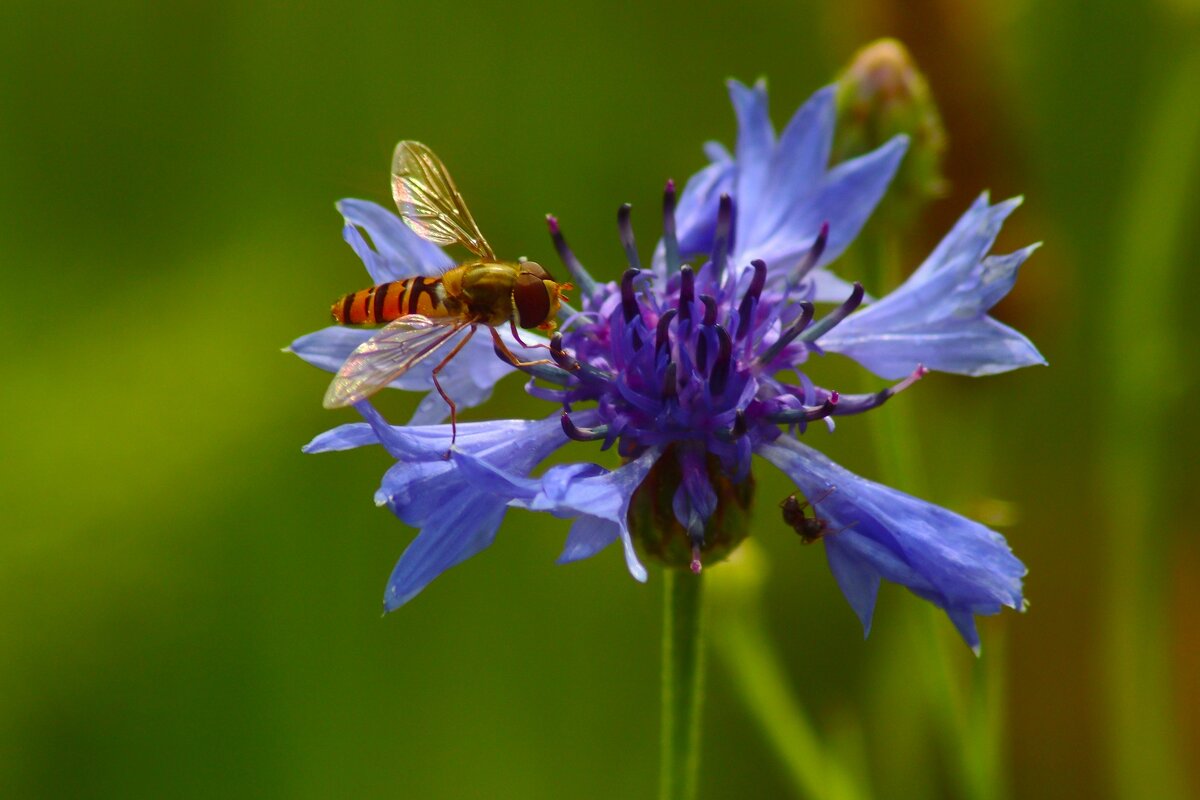 Утро василька - Юрий. Шмаков