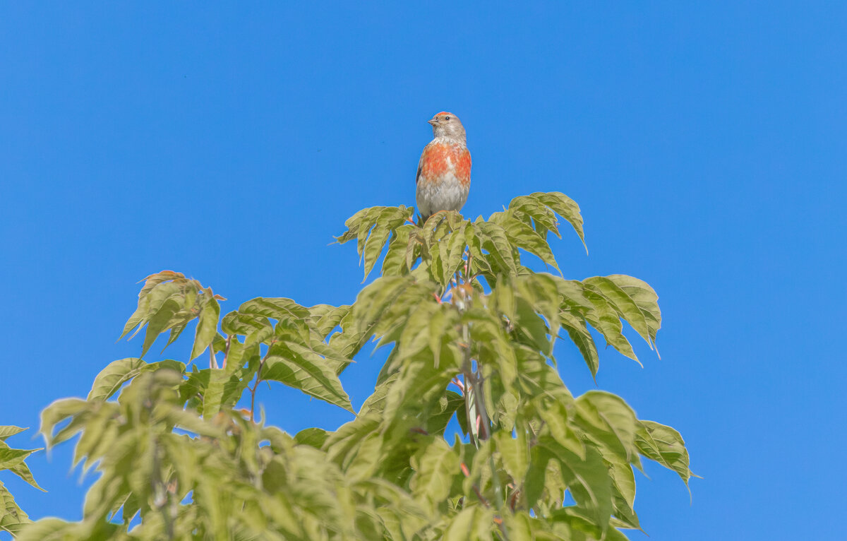 коноплянка - юрий макаров коноплянка - юрий макаров