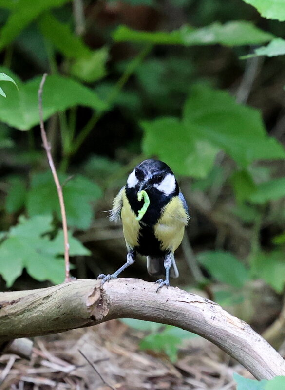 На карася пойдёт... - Александр Кондаков