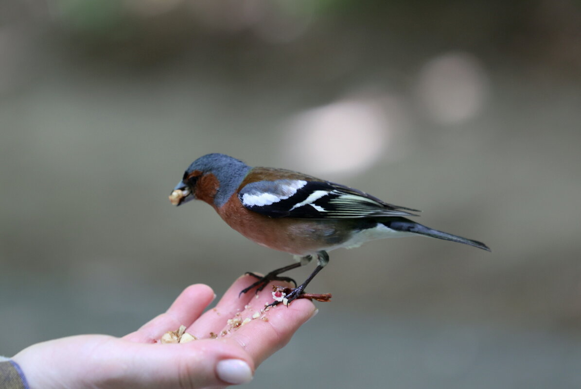 И щегол на ладошке... - Александр Кондаков И щегол на ладошке... - Александр Кондаков