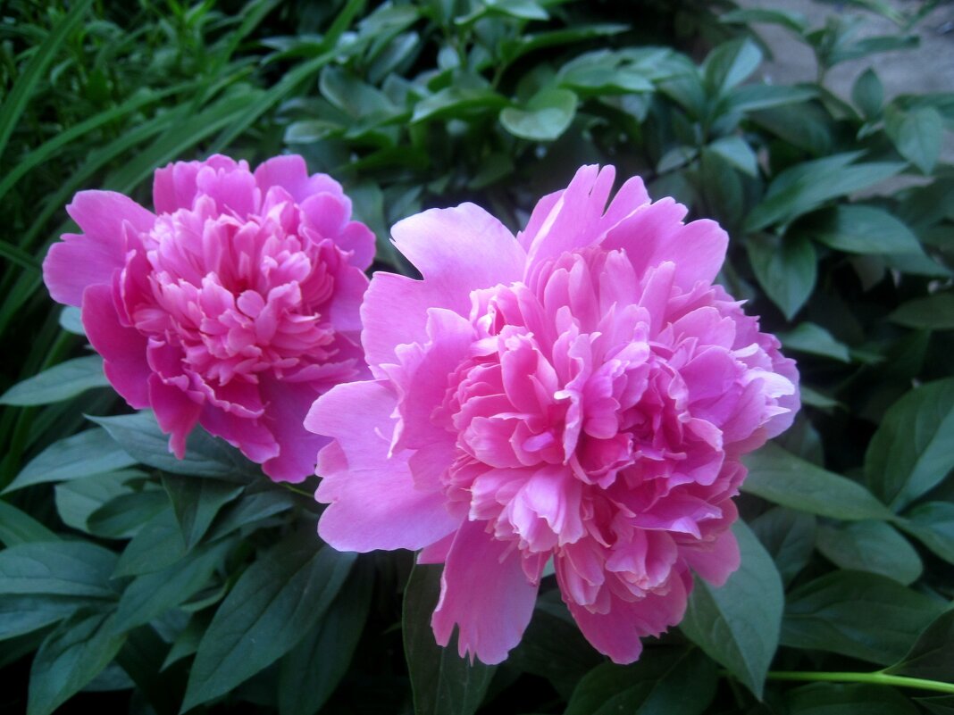 Пионы - Елена Семигина Пионы - Елена Семигина