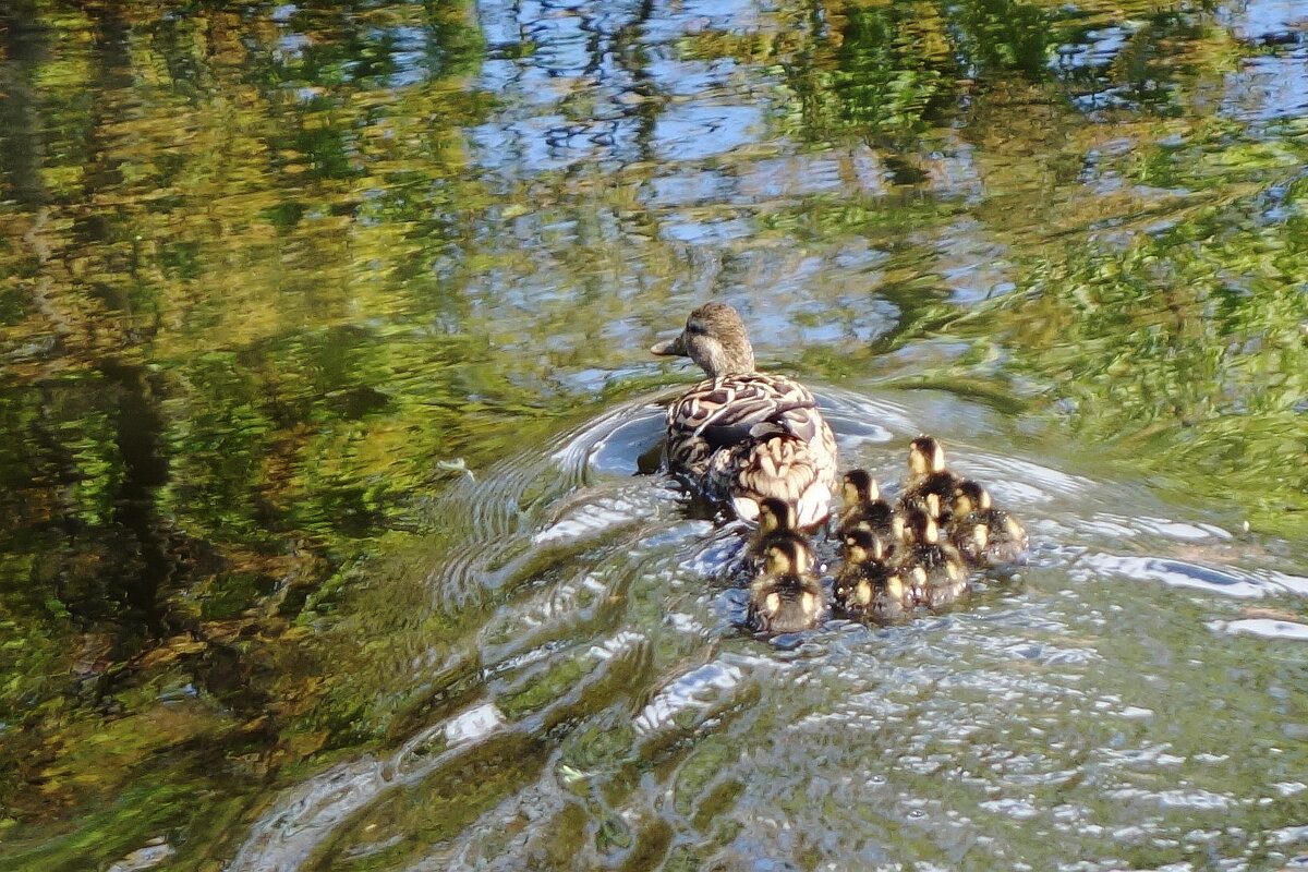 Утиный выводок - Рита Симонова