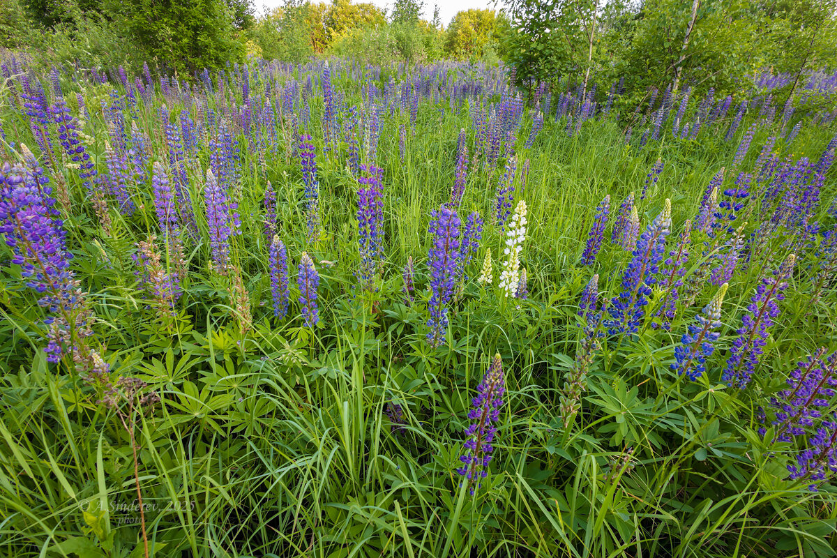 Люпины в поле - Александр Синдерёв Люпины в поле - Александр Синдерёв