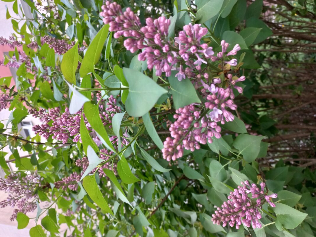 Сирень цветет - Svetlana 