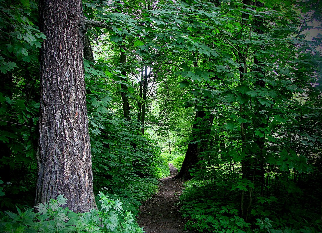 И пошли искать старую усадьбу,,, - Анатолий Колосов