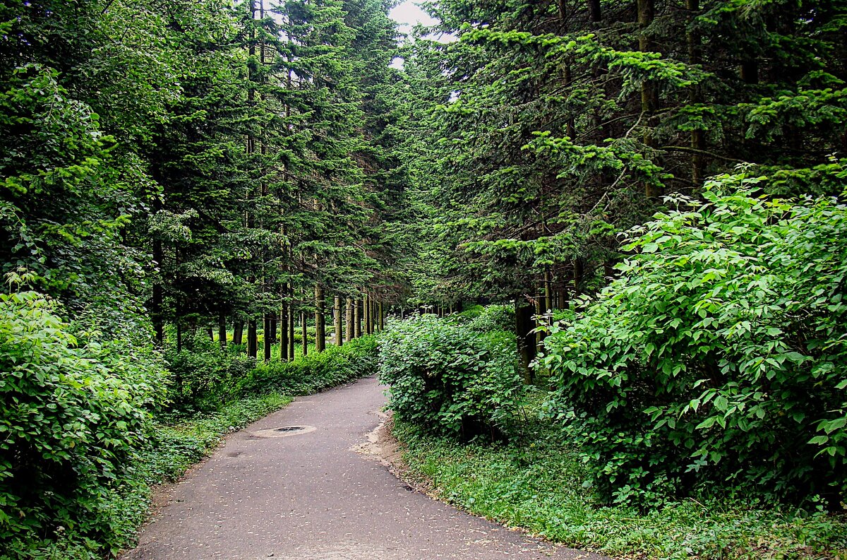 Вот и аллея к усадьбе ! - Анатолий Колосов