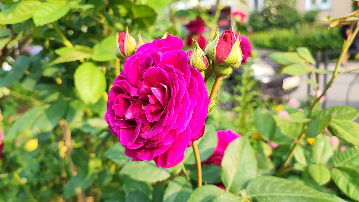 ,,, - Сергей Тимоновский