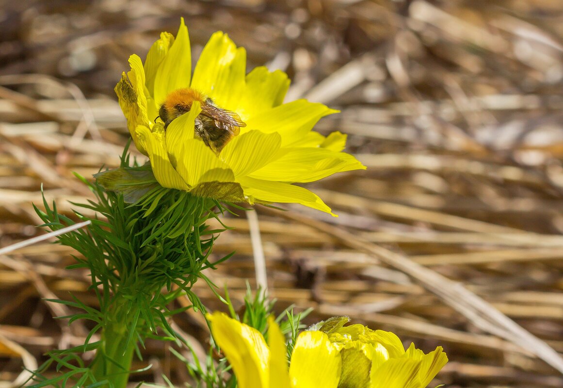 Краски лета. Шмель на цветке Адонис Весенний (Горицвет). - Алексей Трухин Краски лета. Шмель на цветке Адонис Весенний (Горицвет). - Алексей Трухин