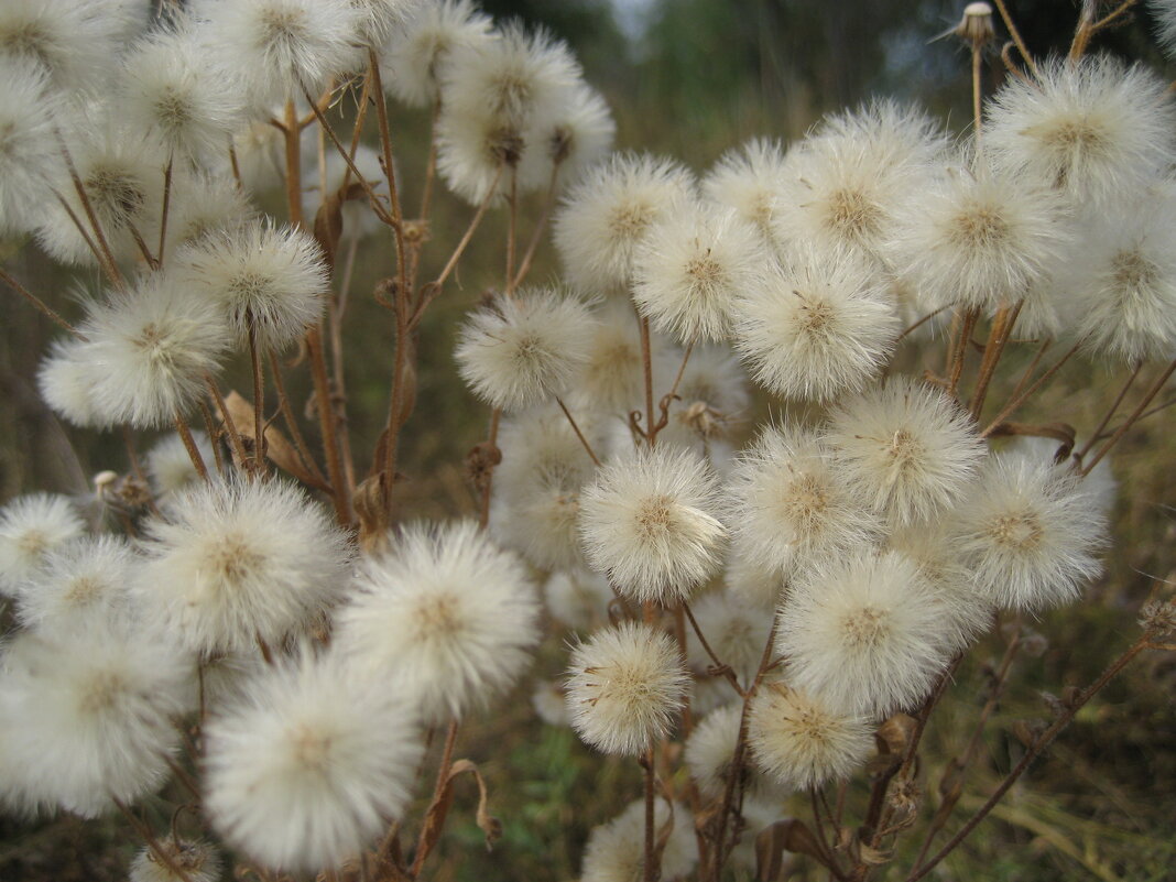 Пух - Anna Ivanova