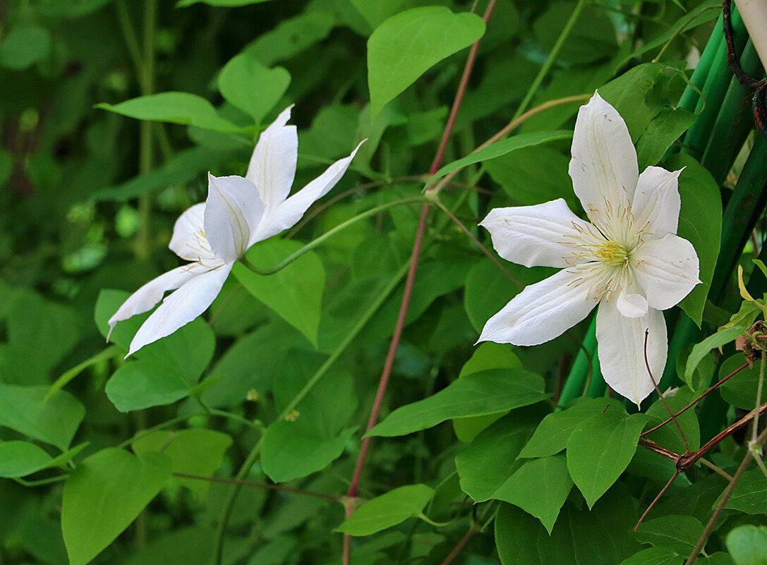 Клематис - Светлана Клематис - Светлана