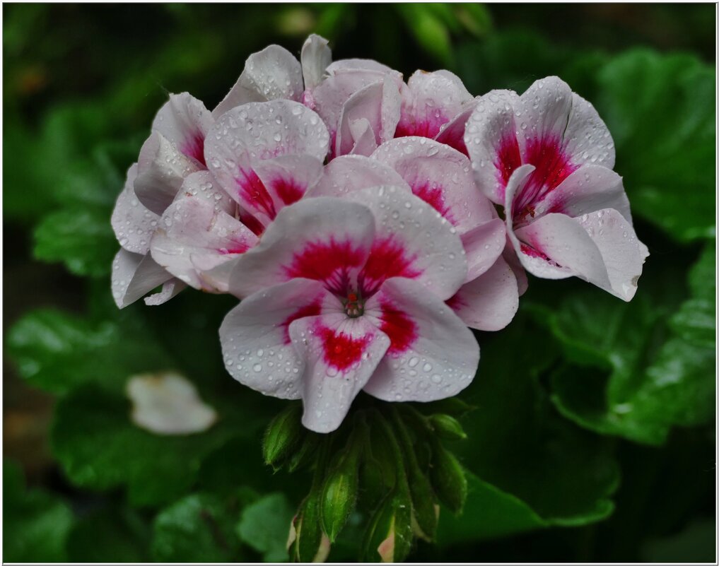 ГЕРАНИИ... - Elvira E. 