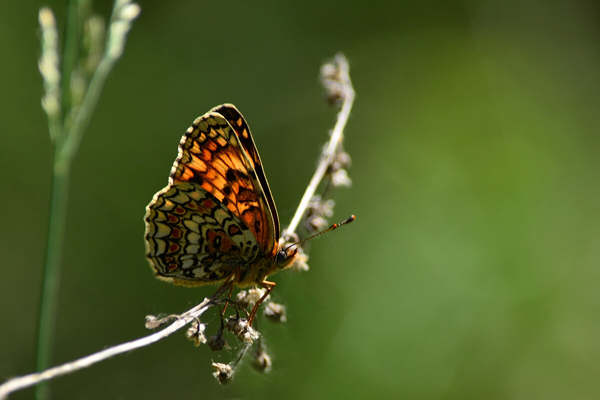 Просветление - Геннадий Супрун