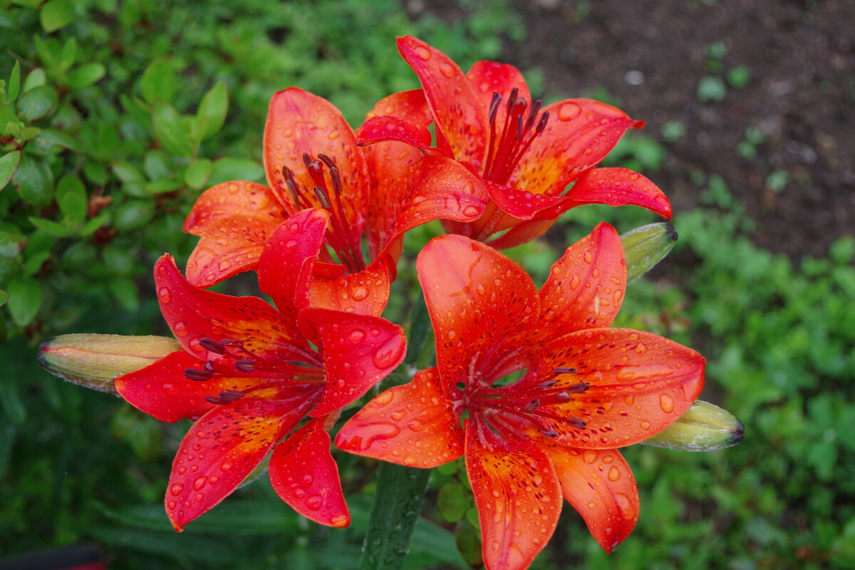 Июнь в Приморье - Иван Слоквенко Июнь в Приморье - Иван Слоквенко