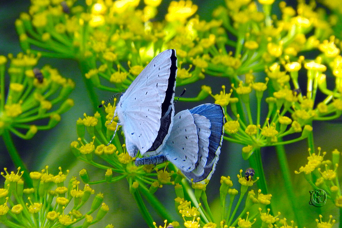 сидящие в укропе - Юрий Словецкий сидящие в укропе - Юрий Словецкий