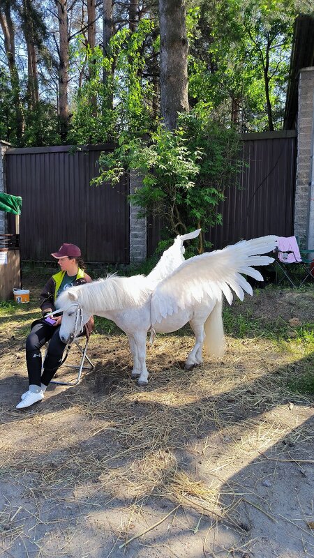 Уставший Пегас. - Ольга 