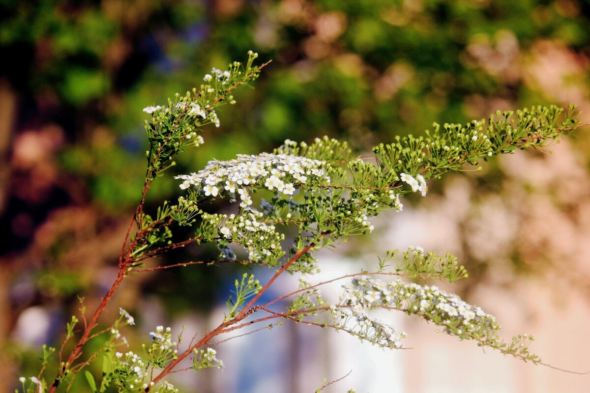Спирея - Сергей Кочнев