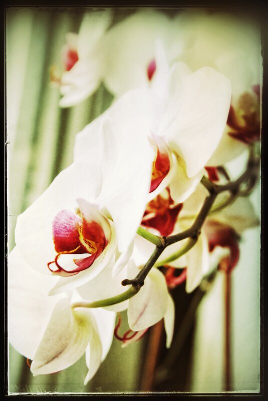 Орхидея... - Руслан 